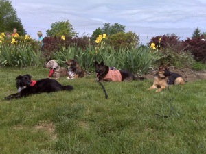 Pretty yellow iris and pretty dogs!